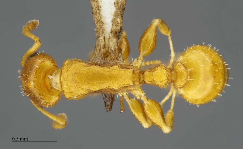 File:MCZ-ENT00519823 Nesomyrmex angulatus had.jpg