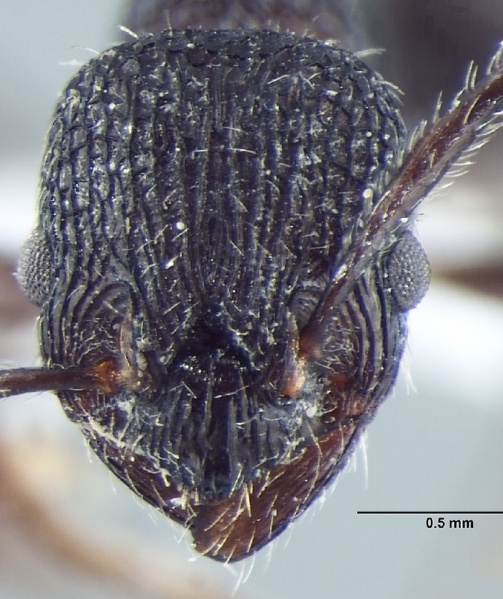 File:Myrmica adrijae H casent1008036.jpg