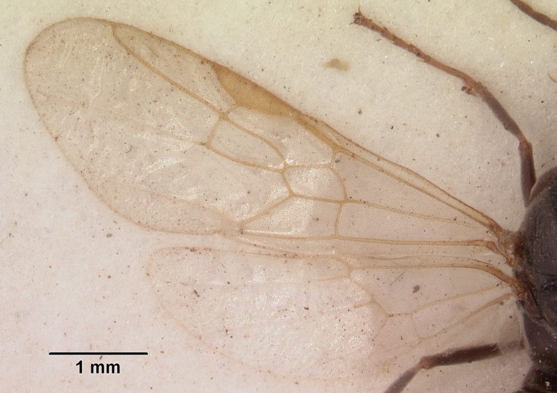 File:Pachycondyla sennaarensis sam-hym-c002312 dorsal 2.jpg