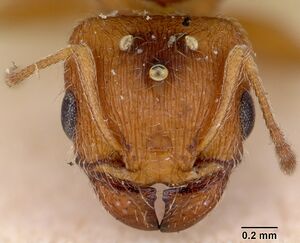 Pheidole rufescens casent0172981 head 1.jpg