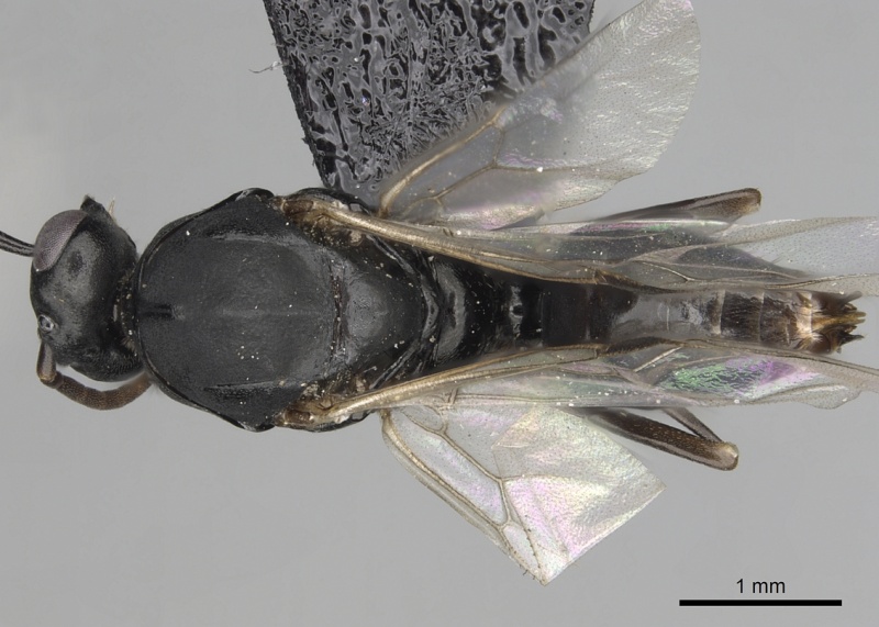 File:Polyergus mexicanus casent0281072 d 1 high.jpg