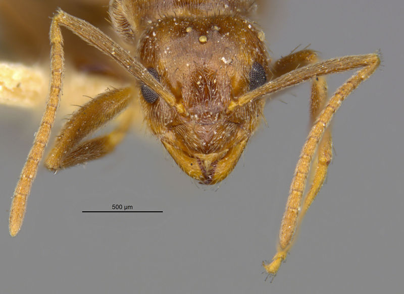 File:MCZ-ENT00022744 Prenolepis bruesi hef.jpg