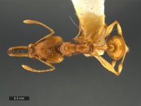 Orectognathus-sarasini-MCZ001D.jpg