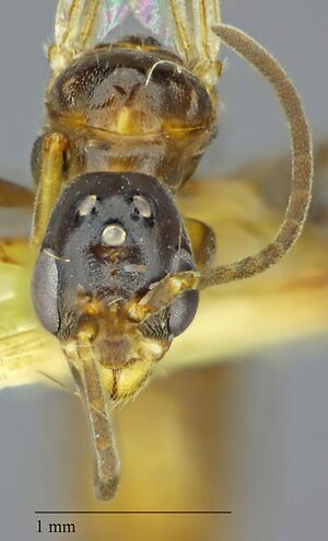 Pseudomyrmex apache frontal male.jpg