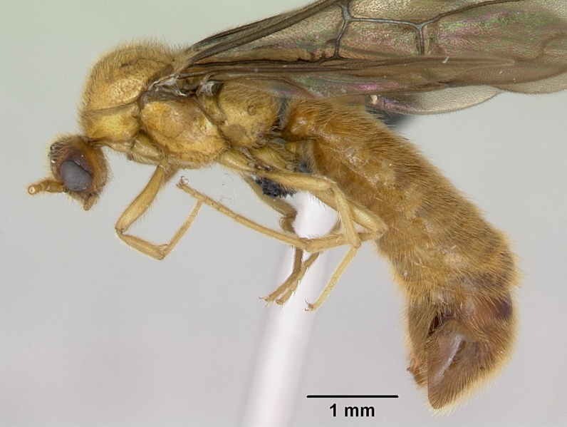 File:Adetomyrma bressleri casent0007350 p 1 high.jpg