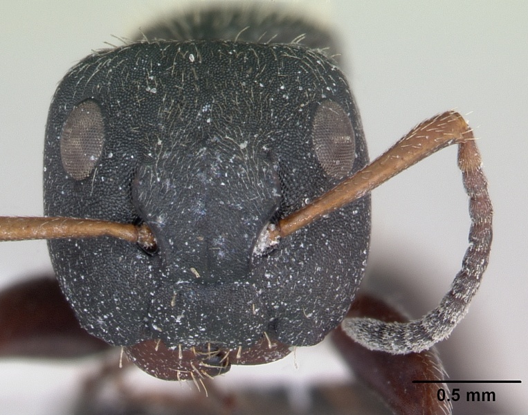 File:Camponotus mucronatus inbiocri002281066 head 1.jpg