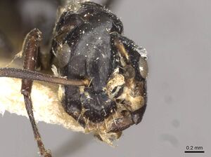 Camponotus reticulatus casent0910526 h 1 high.jpg