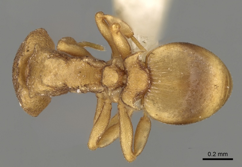 File:Colobostruma froggatti D casent0280688.jpg