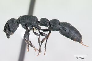 Cylindromyrmex whymperi casent0173212 profile 1.jpg