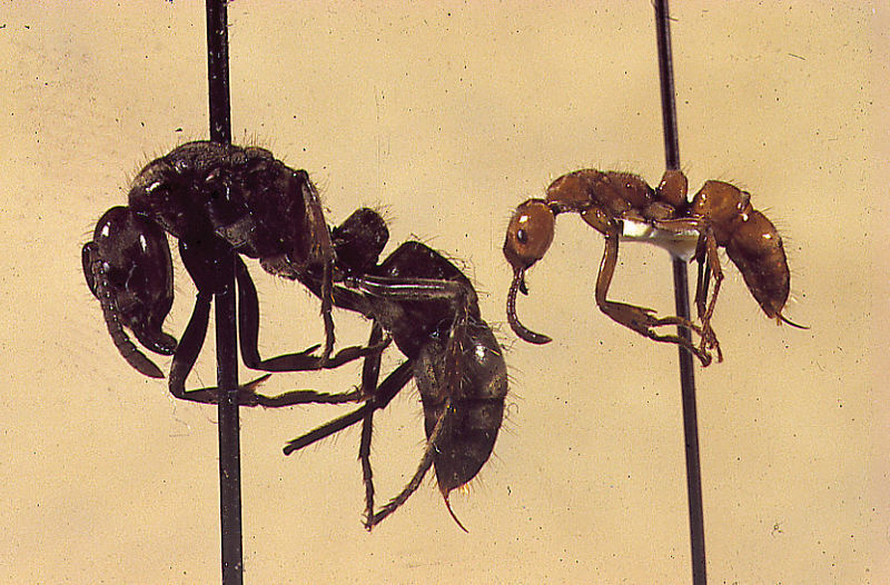 File:Neoponera luteola Peeters.jpg