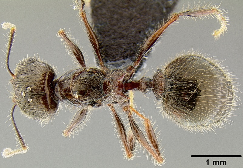 File:Pheidole furcata casent0171112 d 1 high.jpg