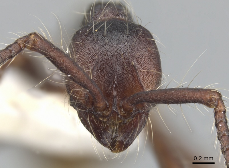 File:Aenictus paradentatus casent0903682 h 1 high.jpg