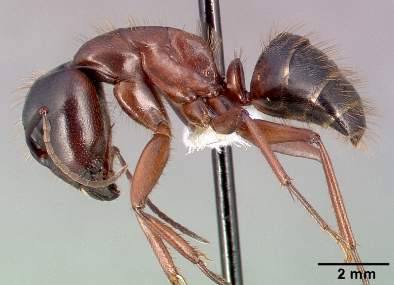 File:Camponotus dumetorum casent0005342 profile 1.jpg