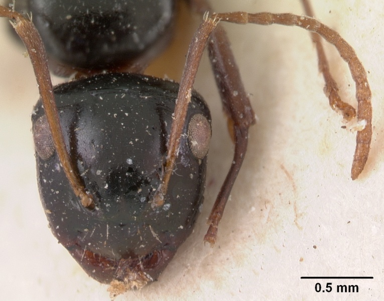 File:Camponotus leveillei casent0102099 head 2.jpg