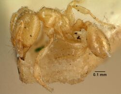 Carebara nosindambo casent0101921 profile 1.jpg