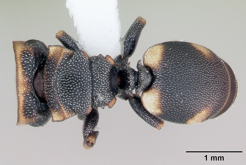 File:Cephalotes targionii casent0173708 dorsal 1.jpg