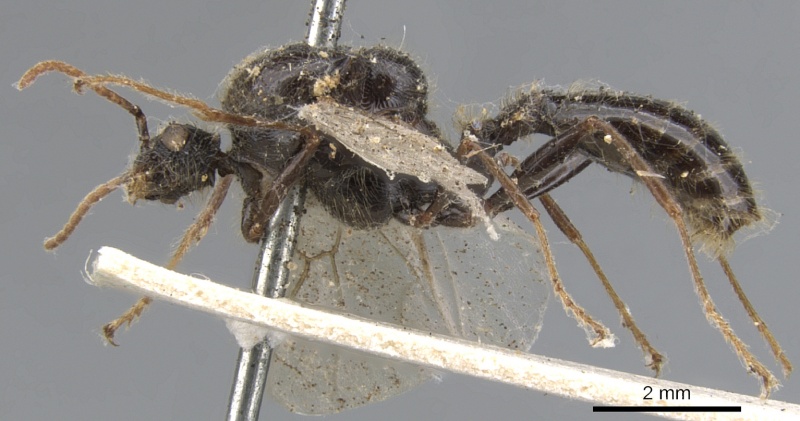 File:Podomyrma gratiosa casent0902010 p 1 high.jpg