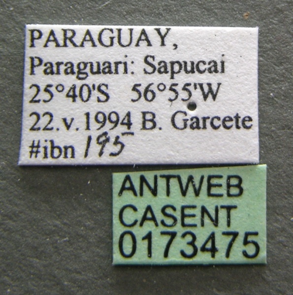 File:Brachymyrmex cordemoyi casent0173475 label 1.jpg