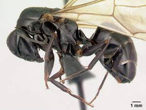 Camponotus liandia queen casent0053950 p.jpg