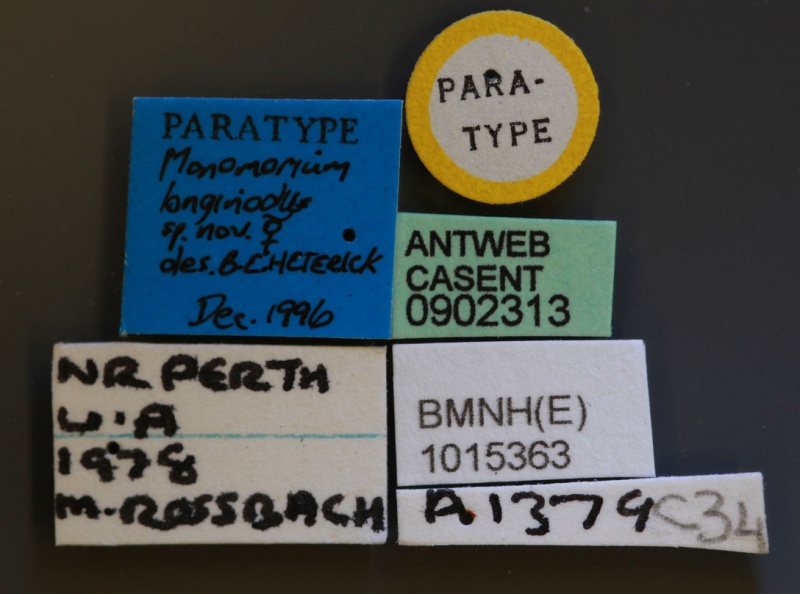 File:Monomorium longinode casent0902313 l 1 high.jpg