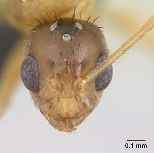 Paratrechina madagascarensis casent0133434 head 1.jpg