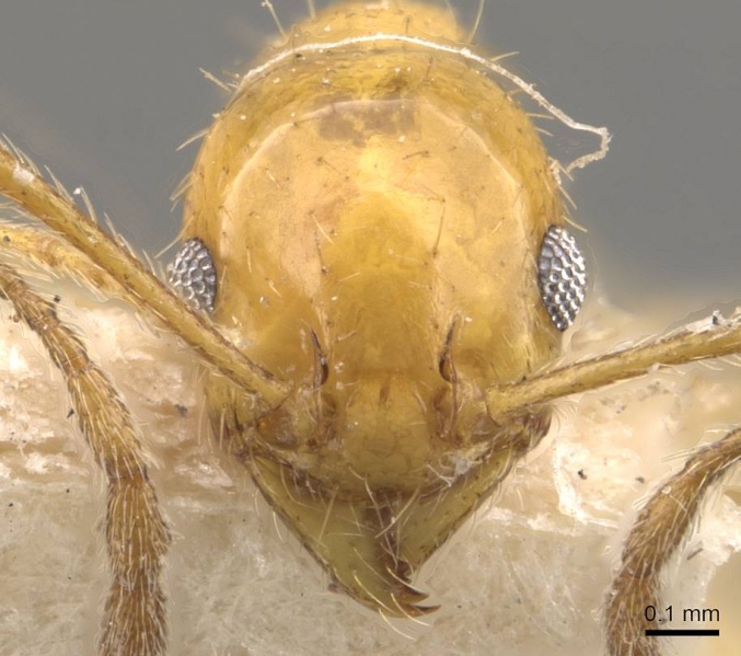 File:Pheidole rochai casent0908225 h 1 high.jpg