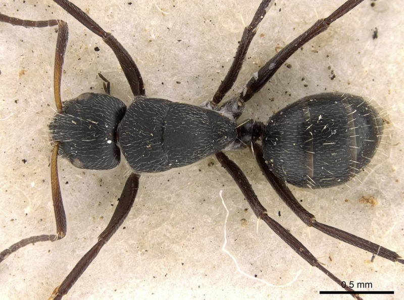 File:Camponotus arcuatus casent0906931 d 1 high.jpg