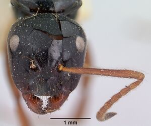 Camponotus heteroclitus casent0101527 head 1.jpg