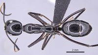 Camponotus karaha casent0151921 d 1 high.jpg