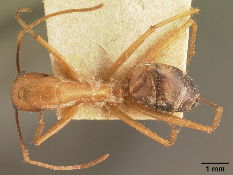 File:Camponotus maculatus casent0101095 dorsal 1.jpg