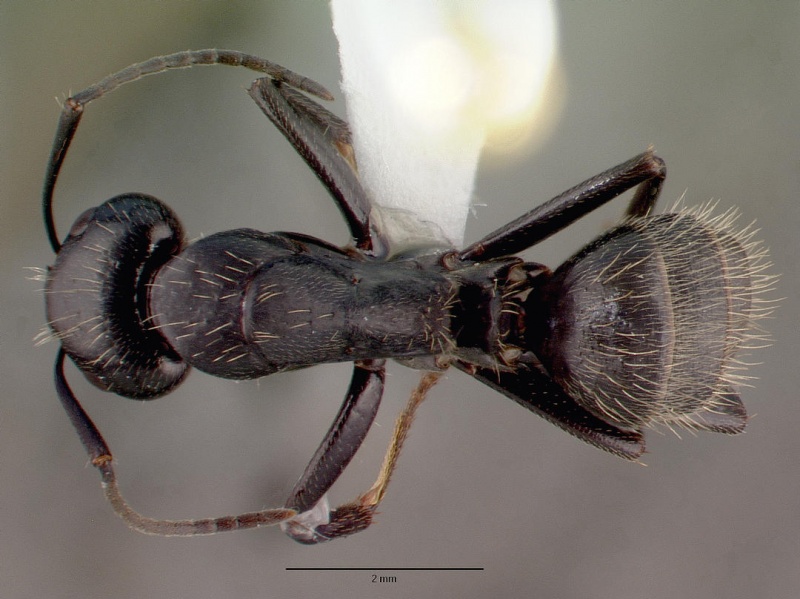 File:Camponotus vagus casent0008640 dorsal 1.jpg