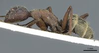 Camponotus zimmermanni casent0911791 p 1 high.jpg