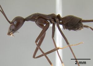 Leptomyrmex flavitarsus casent0127180 profile 1.jpg