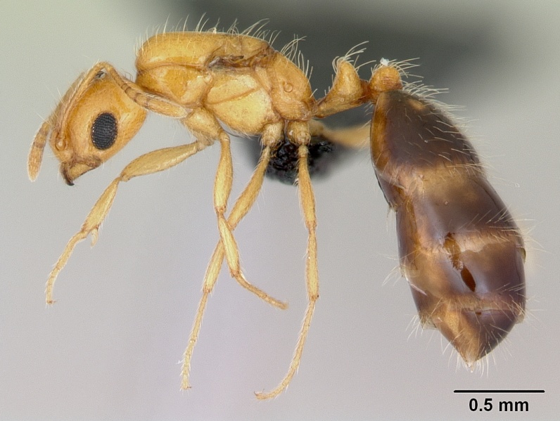 File:Monomorium lepidum casent0486606 profile 1.jpg