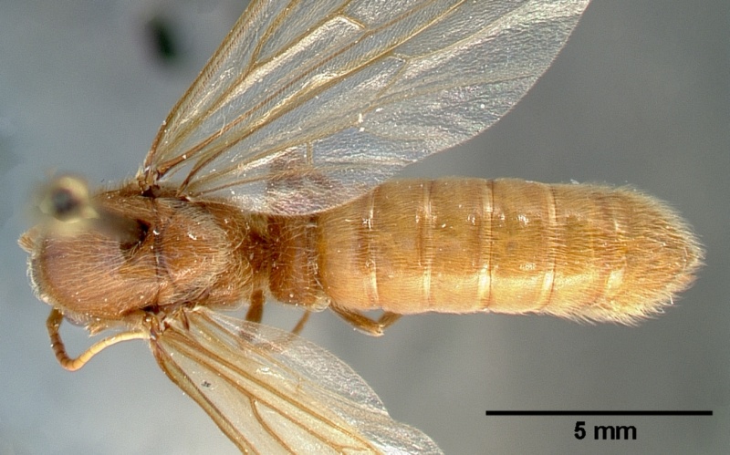 File:Neivamyrmex swainsonii casent0005336 dorsal 1.jpg