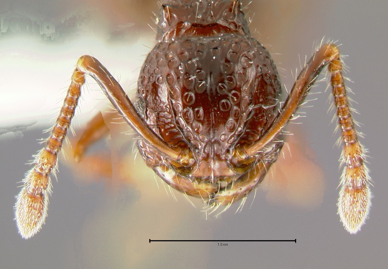 File:Pristomyrmex-brevispinosusH.jpg