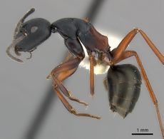 Camponotus chalceus casent0217623 p 1 high.jpg