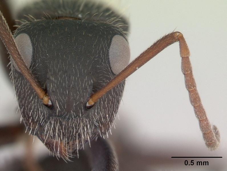 File:Camponotus mus casent0173433 head 1.jpg