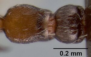 Crematogaster mjobergi casent0193799 d 2 high.jpg