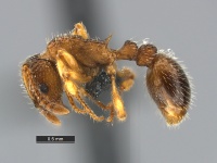 Myrmica-pinetorum-MCZ001L.jpg