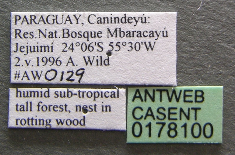 File:Oxyepoecus rastratus casent0178100 label 1.jpg