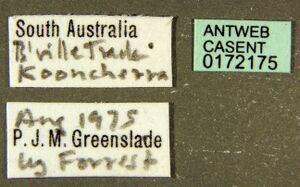 Camponotus aurocinctus casent0172175 label 1.jpg