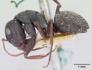 Camponotus grandidieri casent0101370 profile 1.jpg