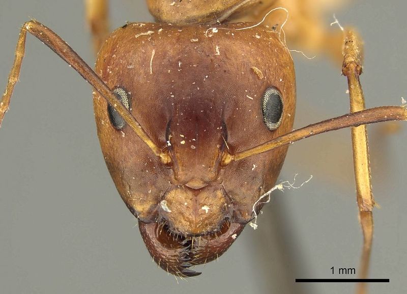 File:Camponotus hova pictiventris casent0915685 h 1 high.jpg