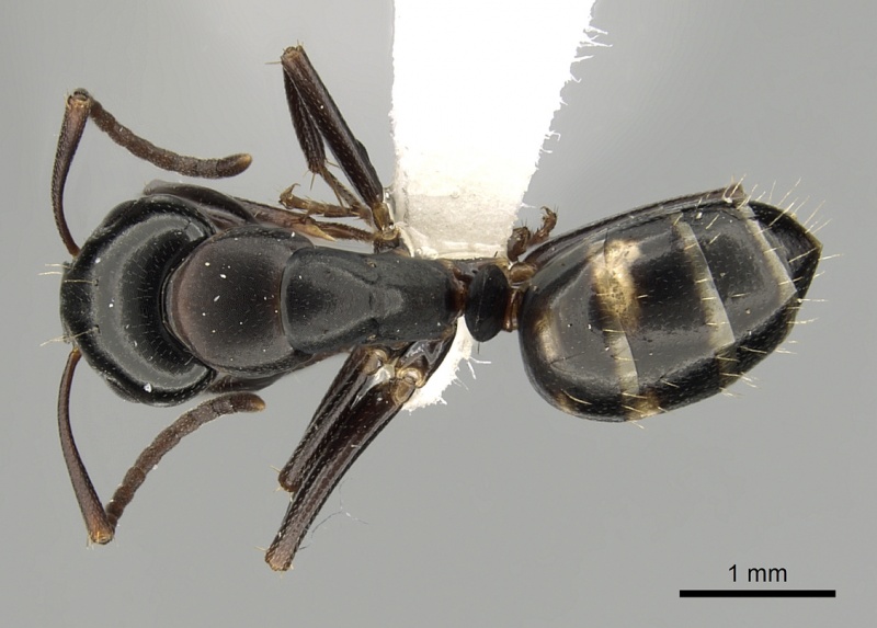 File:Camponotus quadrinotatus casent0008641 d 1 high.jpg