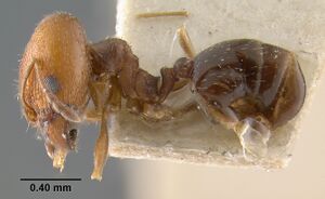 MCZ-ENT00020728 Pheidole soritis hal.jpg