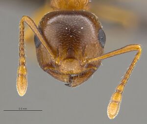 MCZ-ENT00671959 Crematogaster depilis hef.jpg