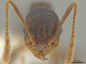 Pheidole sepultura JTLC000014192 h.jpg