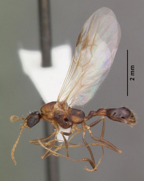 File:Aphaenogaster floridana casent0103580 profile 2.jpg