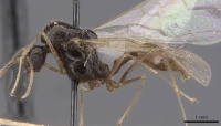 Aphaenogaster saharensis casent0913608 p 1 high.jpg